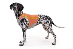 Gilet Rafraichissant Pour Chien Ruffwear Swamp Cooler 13 Gilet Rafraichissant Pour Chien Ruffwear Swamp Cooler -Chats Chiens Produits Magasin 05451 swamp cooler zip salmon pink vilas small.143648425d5f