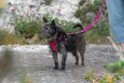 Harnais Pour Chien Inca Pink 10 Harnais Pour Chien Inca Pink -Chats Chiens Produits Magasin 190517 Hiro Wolf Dumpton Gap May 19 0722 444x297 1813d4fa 0686 4780 be99 efa96bd6cd52