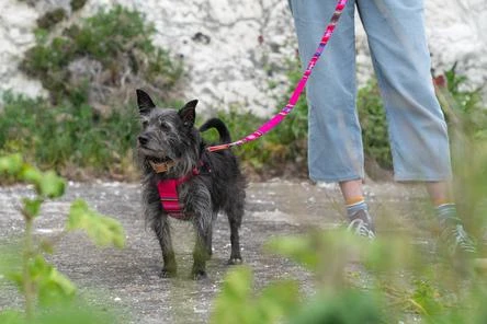 Harnais Pour Chien Inca Pink 4 Harnais Pour Chien Inca Pink – Image 4