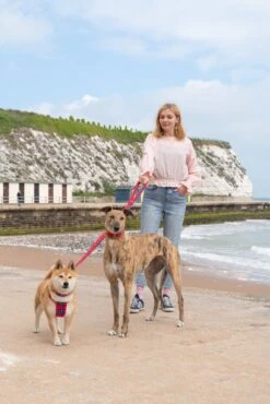 Laisse Shuka Red Tartan 7 Laisse Shuka Red Tartan -Chats Chiens Produits Magasin 190517 Hiro Wolf Dumpton Gap May 19 1304 1024x1024 ee0c429b 229a 41e6 a151 4243b4c4bc3f