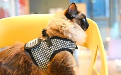 Harnais GARBO B Pour Chat -Chats Chiens Produits Magasin 1 3139aaa8 bca8 4236 bdc9 bd1b0b3a7ebd