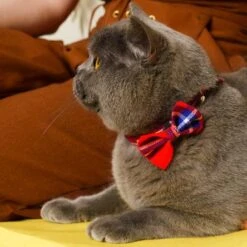 Noeud Papillon Pour Chat écossais -Chats Chiens Produits Magasin 210414H WApril211397WEB 444x444 6b1a2026 dce0 46bf 9c5b 236bd8d8daf5