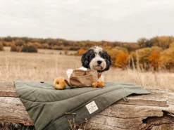 Bol De Voyage Pour Chien Pliable Melo Band & Roll -Chats Chiens Produits Magasin 260361788 2999272576952097 6169627930454149669 n