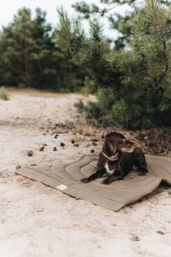 Matelas De Voyage Pour Chien Enroulable Compass Band & Roll -Chats Chiens Produits Magasin Adogontheblanketinthewoods 720x 9d7546b6 7267 449e 8a06 580bb2043e16