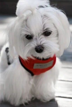 Harnais Candy Avec Laisse -Chats Chiens Produits Magasin BowlAndBone Republic harness for dog CANDY set red LS2S