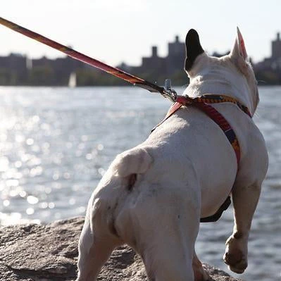 Laisse Dakar 3 Laisse Dakar – Image 3