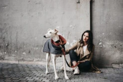 Manteau Pour Lévriers 14 Manteau Pour Lévriers -Chats Chiens Produits Magasin ChaquetasBrott 60 800x533