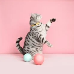 Collier Pour Chat Ice Cream (4 Couleurs) 14 Collier Pour Chat Ice Cream (4 Couleurs) -Chats Chiens Produits Magasin Cheshire 26Wain RachelOates 21