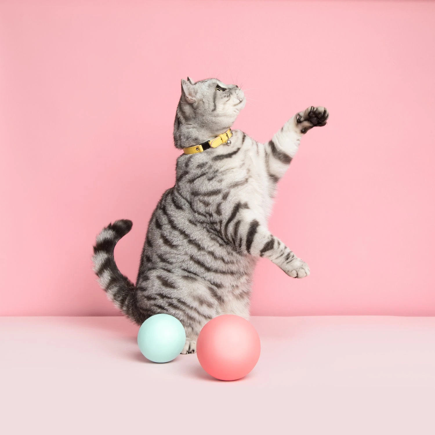 Collier Pour Chat Ice Cream (4 Couleurs) 6 Collier Pour Chat Ice Cream (4 Couleurs) – Image 6