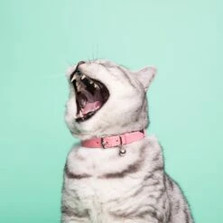 Collier Pour Chat Ice Cream (4 Couleurs) 17 Collier Pour Chat Ice Cream (4 Couleurs) -Chats Chiens Produits Magasin Cheshire 26Wain RachelOates 68