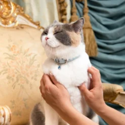 Collier Pour Chat Rococo (3 Couleurs) -Chats Chiens Produits Magasin Cheshire WainLuxuryCatCollars RococoPowderBluewithAquamarineCuddleImage 1800x1800 b0968b88 e830 4a9e 9698 79b210391233