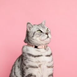 Collier Pour Chat Ice Cream (4 Couleurs) 16 Collier Pour Chat Ice Cream (4 Couleurs) -Chats Chiens Produits Magasin Cheshire and Wain Candyfloss Collar Rachel Oates
