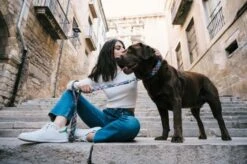 Laisse Pour Chien Gosol -Chats Chiens Produits Magasin DSC5361copie