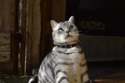 Collier En Cuir Pour Chat Jabberwocky -Chats Chiens Produits Magasin DSC 2262 79f2d9ef cc5f 4da6 add9 0a057c40f159