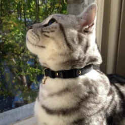 Collier Pour Chat En Cuir Beluga Caviar 5 Collier Pour Chat En Cuir Beluga Caviar -Chats Chiens Produits Magasin IMG 4388