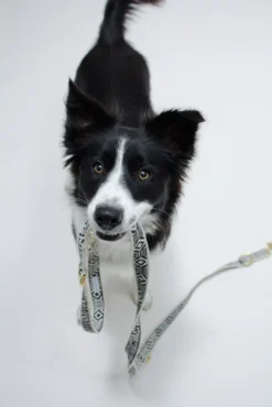 Collier Pour Chien Out Of My Box (2 Couleurs) 8 Collier Pour Chien Out Of My Box (2 Couleurs) -Chats Chiens Produits Magasin IMG 5190