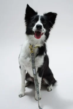 Collier Pour Chien Out Of My Box (2 Couleurs) 9 Collier Pour Chien Out Of My Box (2 Couleurs) -Chats Chiens Produits Magasin IMG 5267