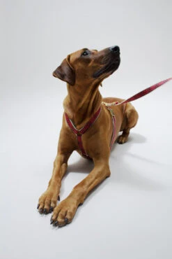 Laisse Out Of My Box (2 Couleurs) -Chats Chiens Produits Magasin IMG 5528 473b733a 063b 4b6b 9cf3 4e0bbf360f05