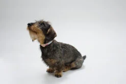 Collier Pour Chien Nice Grill Noir -Chats Chiens Produits Magasin IMG 8115