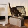 Griffoir Pour Chat Lingot XL Homycat