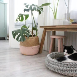 Panier Pour Chat Nido -Chats Chiens Produits Magasin Miacara Nido 5