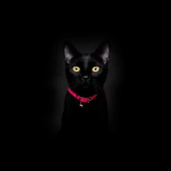 Collier Pour Chat Réfléchissant Lumino Lux 9 Collier Pour Chat Réfléchissant Lumino Lux -Chats Chiens Produits Magasin NeonPinkReflectiveCatCollar Cheshire WainBlackCat 1800x1800 edd68a69 eedf 4197 ab98 79e707506f24
