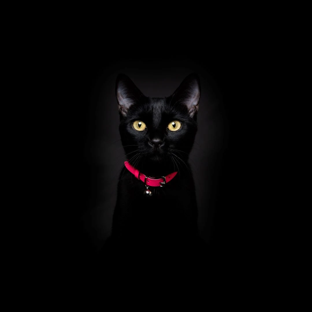 Collier Pour Chat Réfléchissant Lumino Lux 4 Collier Pour Chat Réfléchissant Lumino Lux – Image 4