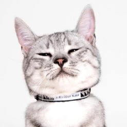 Collier Pour Chat Nice Grill Noir Et Crème -Chats Chiens Produits Magasin Studio Cat Nice Grill Cream Black 01