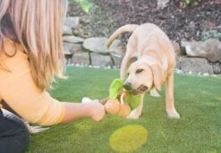 PLAY Peluche Pour Chien Palmier -Chats Chiens Produits Magasin Westway Studio PLAY 111220 043 web