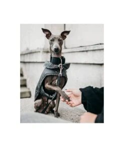 Manteau Pour Lévriers 19 Manteau Pour Lévriers -Chats Chiens Produits Magasin abrigo grey and ribes principe de gales brott