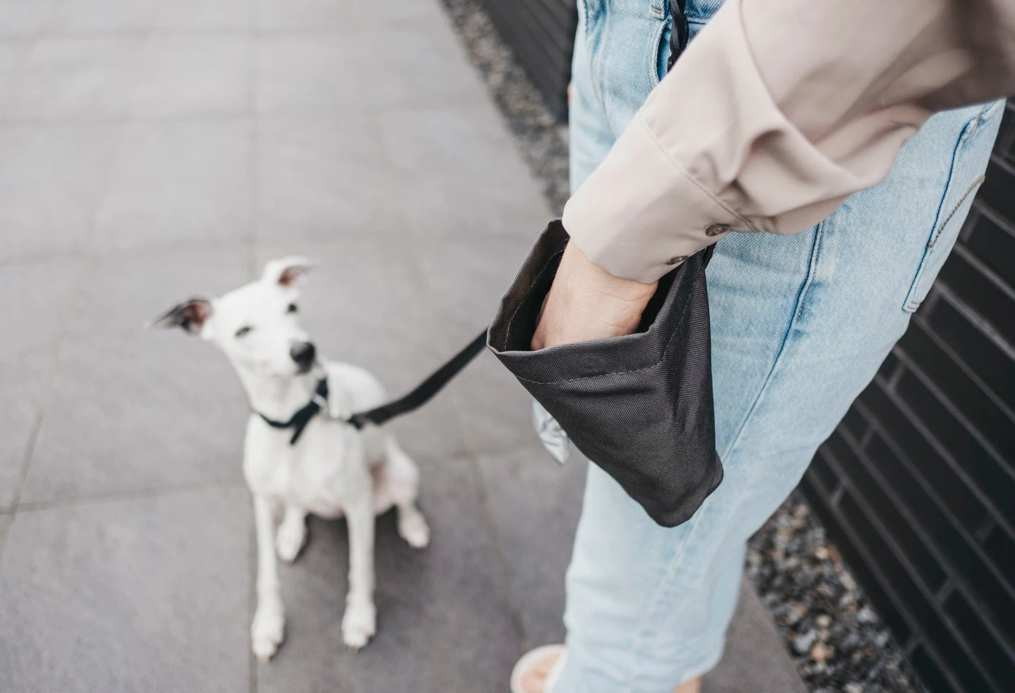 Sac à Récompenses Lupo Miacara 5 Sac à Récompenses Lupo Miacara – Image 5