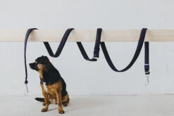 Laisse Destroyer - Basic -Chats Chiens Produits Magasin bbe331 71dbbacf767e41fda7dcb4c7c6d43f80 mv2