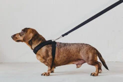 Laisse Destroyer - Basic -Chats Chiens Produits Magasin bbe331 d431baa301d1439fad1bdf509d52d344 mv2 767899c4 b2ac 40b7 bc99 6abbc89d6c1b