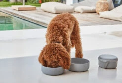 Bento De Voyage Pour Chien -Chats Chiens Produits Magasin bento bildergalerie3