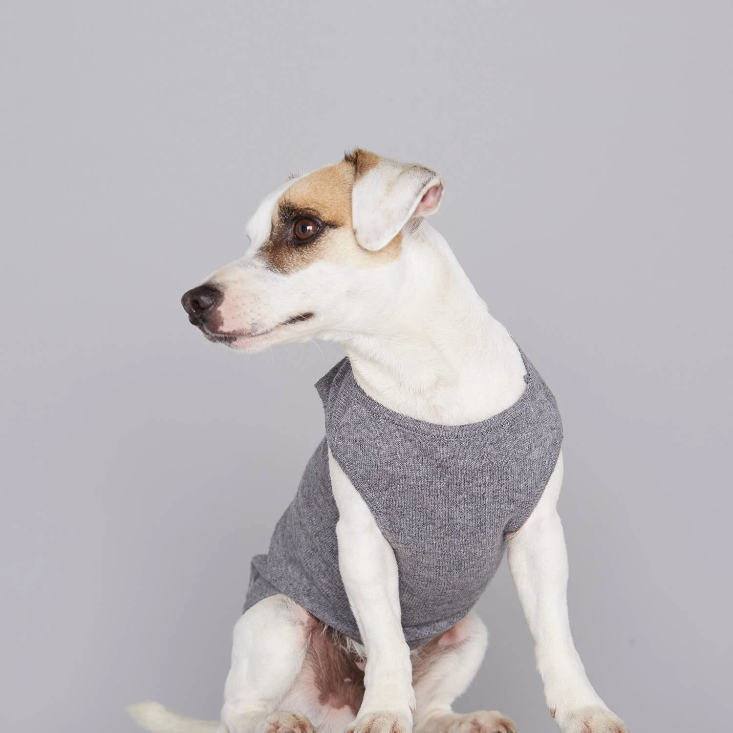 Pull Fin Pour Chien Agnes 1 Pull Fin Pour Chien Agnes