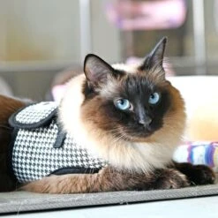 Harnais GARBO B Pour Chat -Chats Chiens Produits Magasin caua hb9488 bk 2