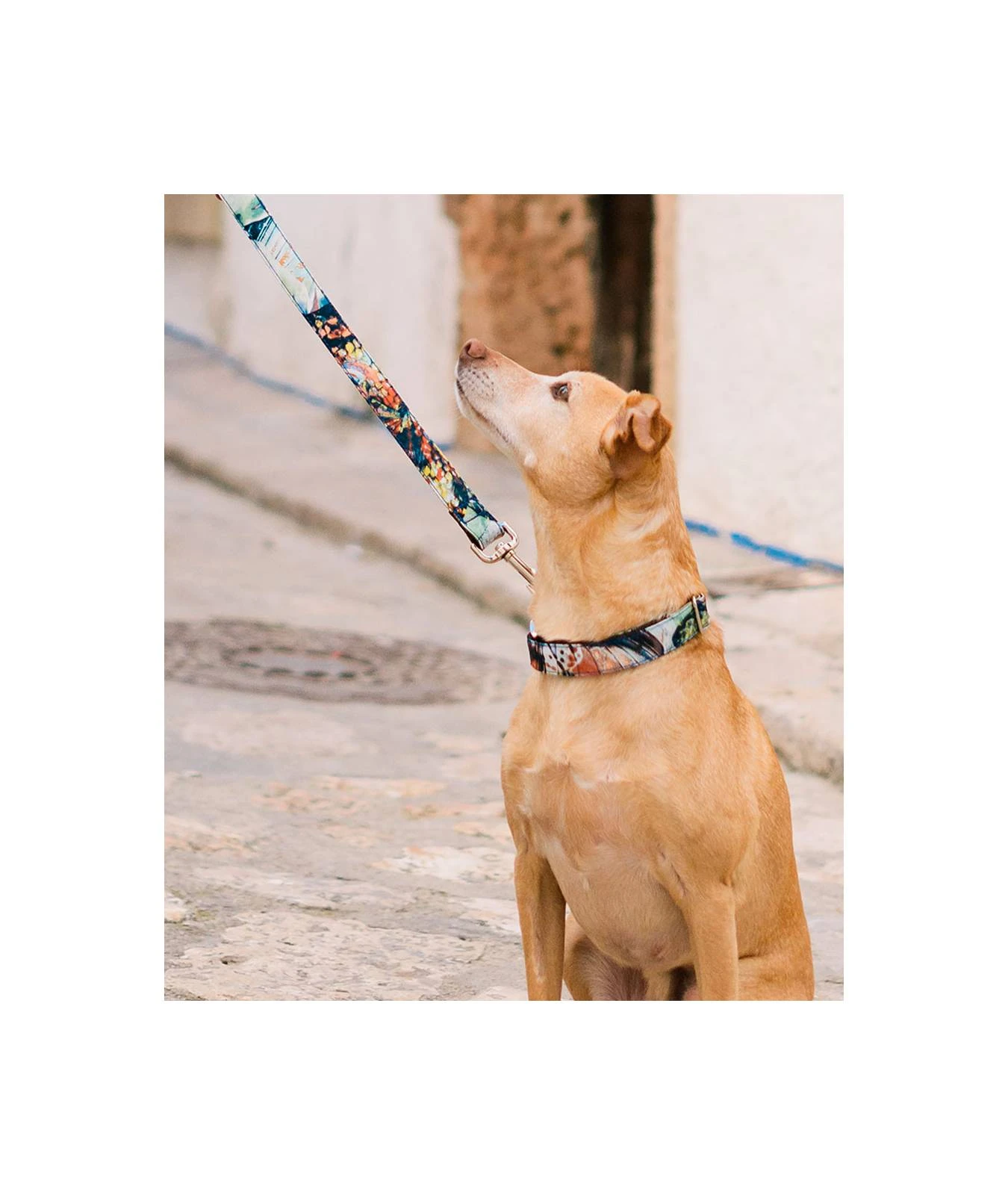 Collier Pour Chien Ebre 2 Collier Pour Chien Ebre – Image 2