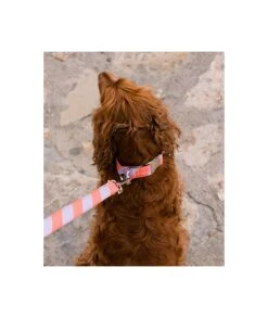 Collier Pour Chien Sagaro Classique Et Martingale -Chats Chiens Produits Magasin collar para perro brottdog textura sagaro4