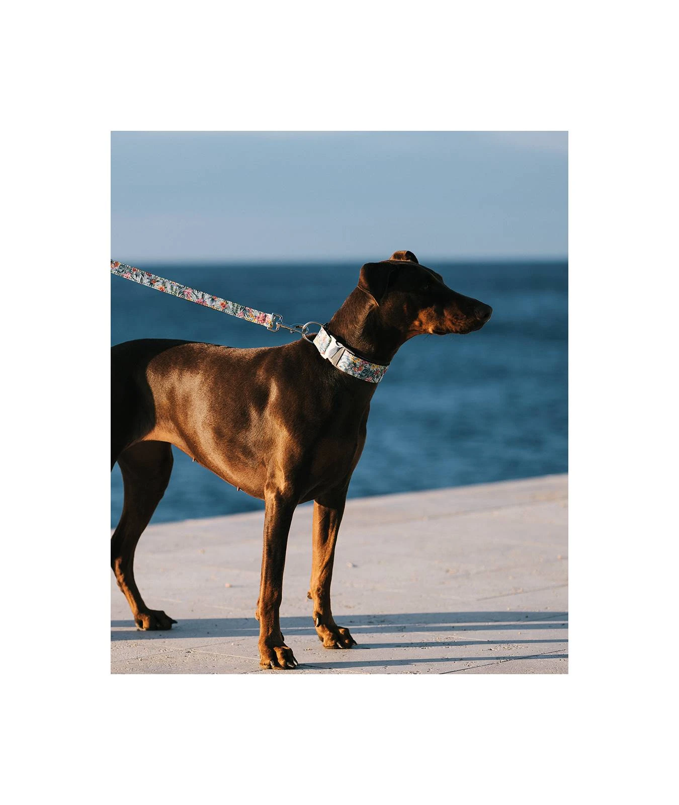 Collier Pour Chien Perelada 2 Collier Pour Chien Perelada – Image 2