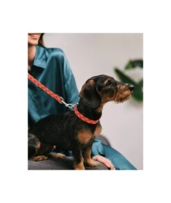 Laisse Pour Chien Mirallès -Chats Chiens Produits Magasin collar perro estampado textura riells d38423a7 cfb6 4237 ab9d cf7f54217a06