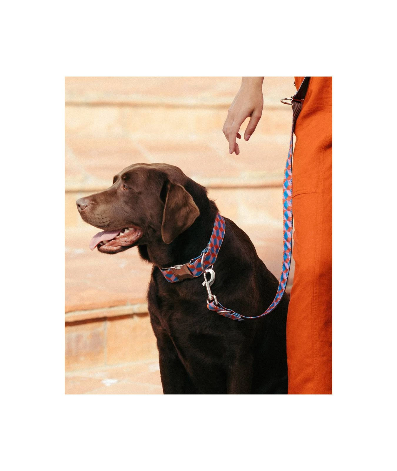 Laisse Pour Chien Satuna 2 Laisse Pour Chien Satuna – Image 2