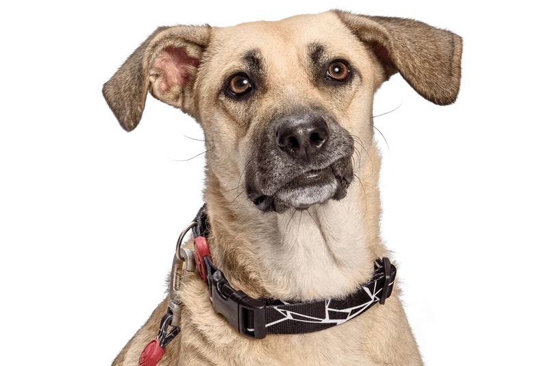 Collier Pour Chien Broken Self 3 Collier Pour Chien Broken Self – Image 3