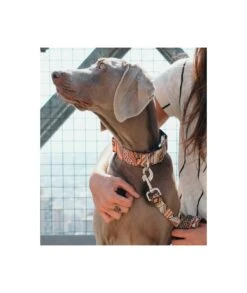 Collier Pour Chien Barcelona 5 Collier Pour Chien Barcelona -Chats Chiens Produits Magasin dog collar barcelona 1