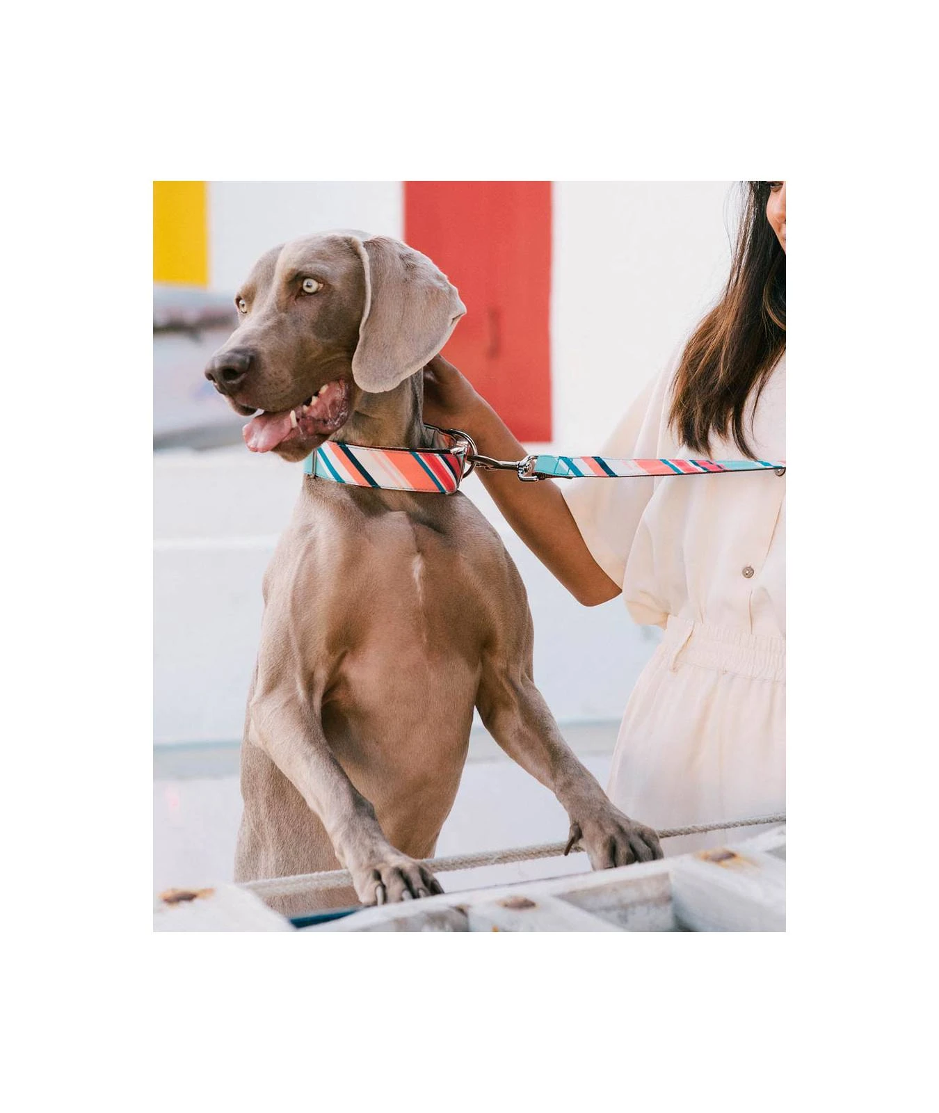 Collier Pour Chien Morisca Classique Et Martingale 2 Collier Pour Chien Morisca Classique Et Martingale – Image 2