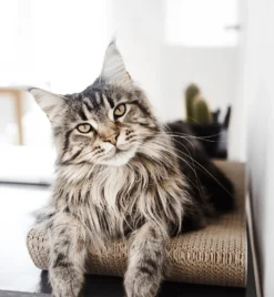 Griffoir En Carton Pour Chat Design TOBI 14 Griffoir En Carton Pour Chat Design TOBI -Chats Chiens Produits Magasin eng pl Scratcher TOBI black 25 8