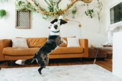 PLAY Peluche Aigle 6 PLAY Peluche Aigle -Chats Chiens Produits Magasin fetching flock edgar the eagle toy action shot