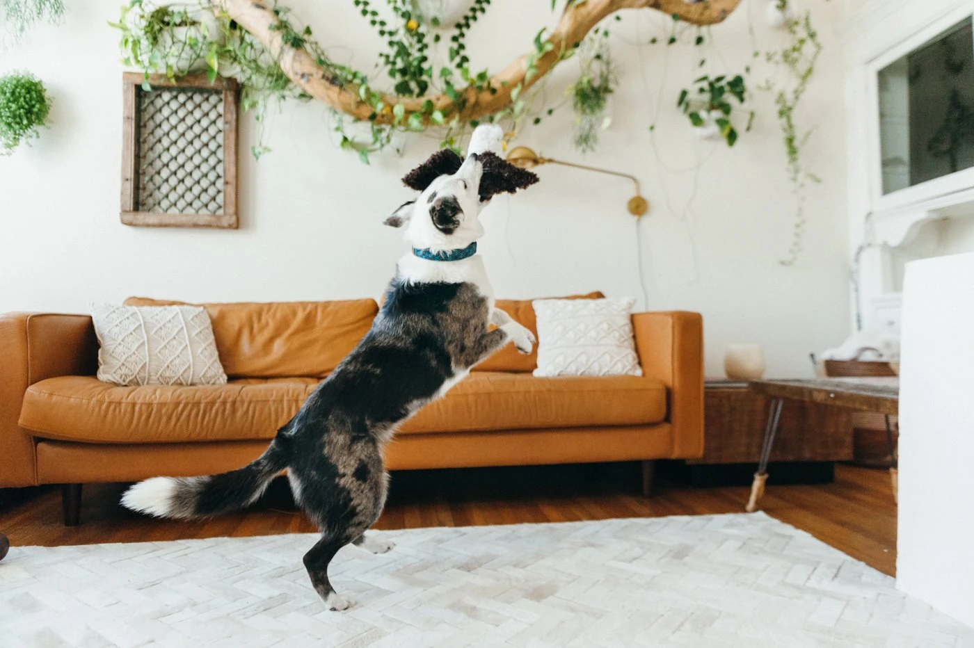 PLAY Peluche Aigle 3 PLAY Peluche Aigle – Image 3