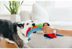 PLAY Peluche Tito Le Toucan 5 PLAY Peluche Tito Le Toucan -Chats Chiens Produits Magasin fetching flock tito the toucan lifestyle image