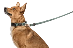 Laisse Rage Labyrinth 5 Laisse Rage Labyrinth -Chats Chiens Produits Magasin guinzaglio rage labyrinth header top transparent c