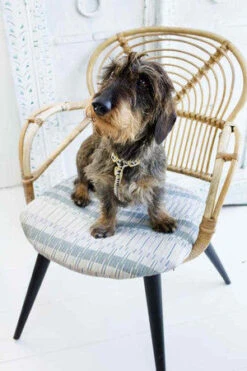 Harnais Grill See Scout Sleep -Chats Chiens Produits Magasin harness nice grill cream and black small dashhound